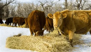 Кормление коров в зимний период
