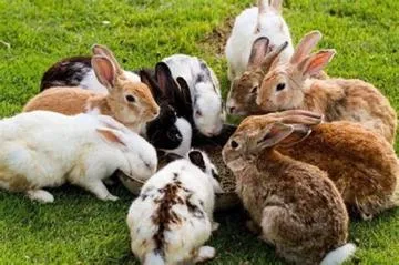 Граннулированные корма для кроликов